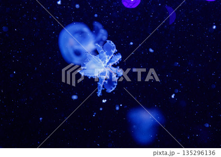 macro of a beautiful jellyfish stomolophus meleagris 135296136