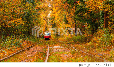 Autumn forest through which an old tram rides (Ukraine) 135296141