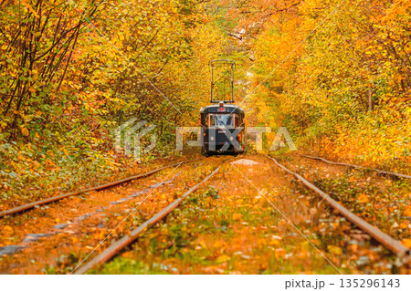 Autumn forest through which an old tram rides (Ukraine) 135296143