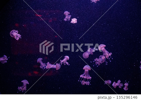 macro of a beautiful jellyfish phyllorhiza punctata 135296146