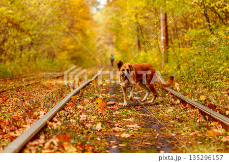 Autumn forest through which an old tram rides (Ukraine) and red dog 135296157