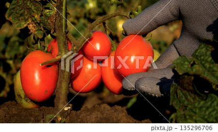 A gloved farmer's hand takes a ripe red tomato on a tomato bush and checks it for ripeness. 135296706