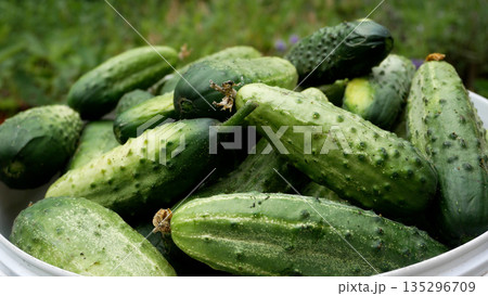 There are many freshly picked cucumbers in a bucket in the garden. 135296709
