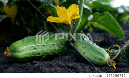 Ripe cucumbers on the bush along with green gudina, next to a cucumber flower. Ripe cucumbers on the bush along with green gudina, next to a cucumber flower. 135296711