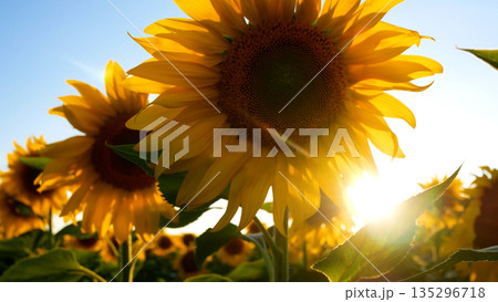 Vibrant field of blooming sunflowers stretches to the horizon under a clear blue sky.  135296718