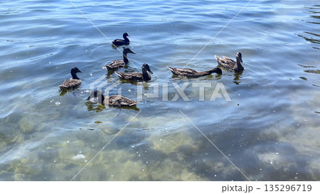 Wild ducks swim in the water of the city lake 135296719