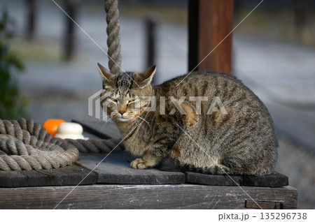 正月の猫 135296738