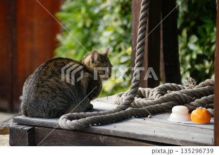 正月の猫 135296739