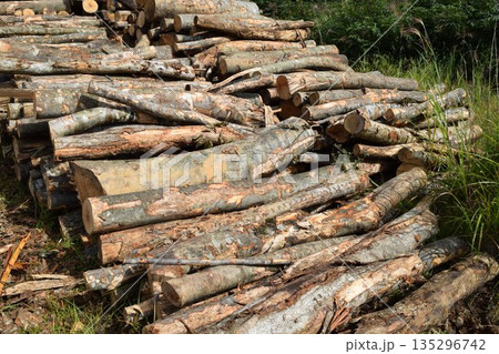 切り出された広葉樹の丸太 135296742