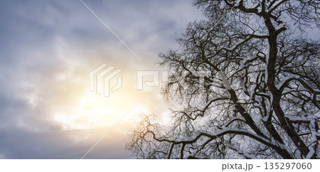Majestic bare tree branches silhouetted against a dramatic winter sky, with soft sunlight breaking through the clouds, creating a serene and tranquil atmosphere Majestic bare tree branches silhouetted against a dramatic winter sky, with soft sunlight breaking through the clouds, creating a serene and tranquil atmosphere 135297060