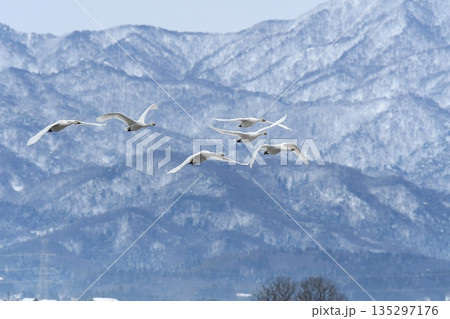飛んでいく白鳥、山バック 飛んでいく白鳥、山バック 135297176