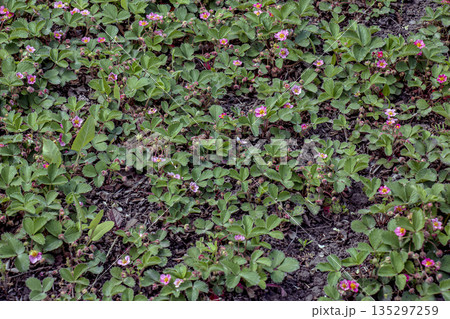 Garden strawberry - Fragaria Comarum Pink Panda 135297259