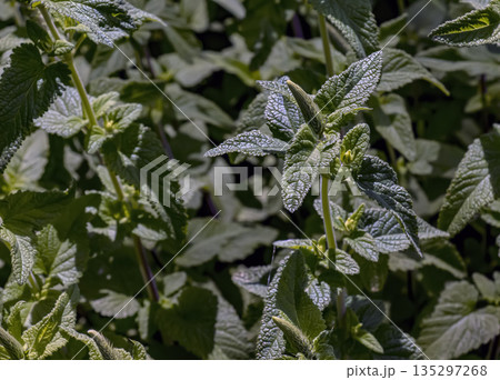 Lemon balm green leaves. Rural nature. Organic farming. Herbal plant in wild nature. Many fresh green leaves of lemon balm or Melissa officinalis. Melissa leaf. 135297268
