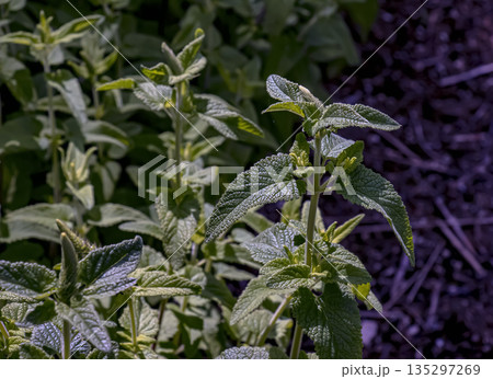 Lemon balm green leaves. Rural nature. Organic farming. Herbal plant in the wild nature. Many fresh green leaves of lemon balm or Melissa officinalis. Melissa leaf. 135297269