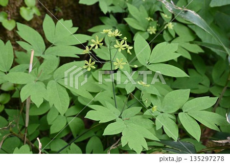 信州上高地で見た淡緑色の複葉から伸びる目立たないが黄緑色の花の集散花序が可愛いルイヨウボタン 135297278