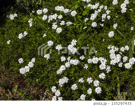 White beauty flowers of Iberis saxatilis or rock candytuft in early spring garten 135297435