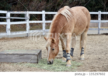 草を食べる馬 135297602