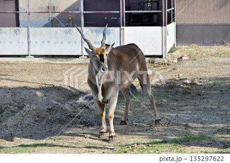 エランド 135297622