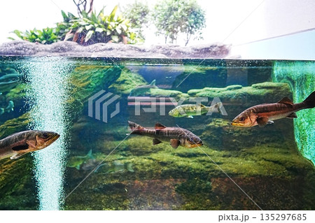 島根県立宍道湖自然館 ゴビウスの風景 島根県立宍道湖自然館 ゴビウスの風景 135297685