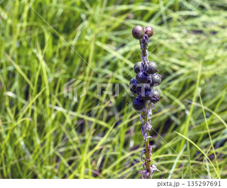 Eremurus cristatus after flowering with seeded fruits in the garden. Eremurus is genus of deciduous perennial flowers, also known as foxtail lilies or desert candles. 135297691
