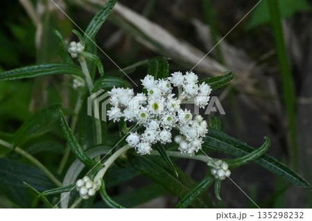 信州上高地で見た白色の花弁と淡黄色の頭花の散房状の花序が可愛いヤマハハコ 信州上高地で見た白色の花弁と淡黄色の頭花の散房状の花序が可愛いヤマハハコ 135298232