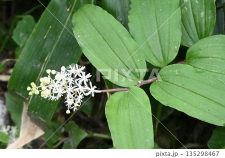 信州上高地で見た茎の先につけた小さな白色の花の円錐花序が綺麗なユキザサ 135298467