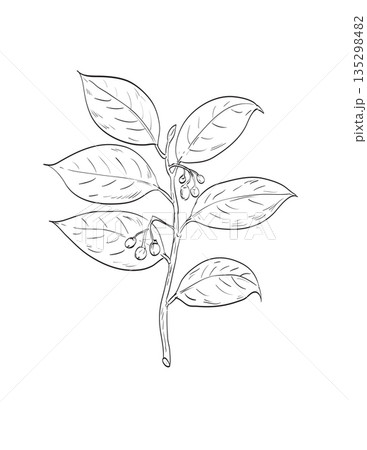 Mace Myristica Fragrans or Nutmeg Tree Plant Drawing 135298482