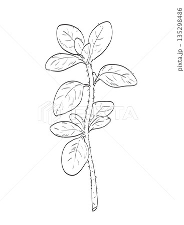 Oregano or Origanum Vulgare Flowering Plant Drawing 135298486