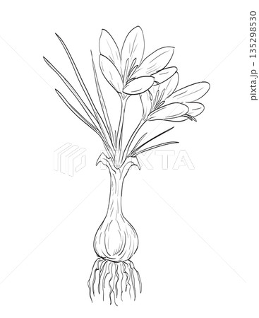 Crocus Sativus or Saffron Crocus Flowering Plant Drawing 135298530