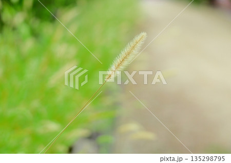 爽やか　エノコログサ花穂 135298795