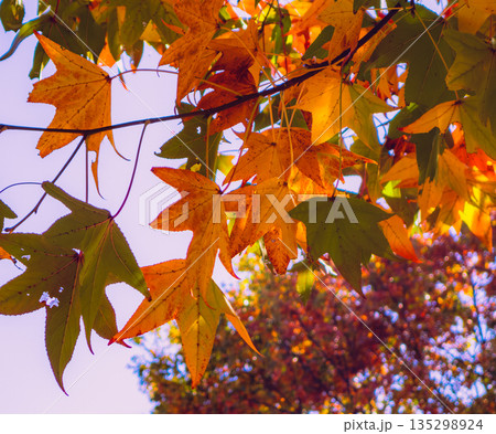 紅葉したモミジの葉 135298924