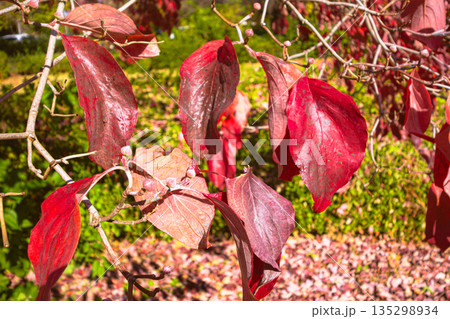 紅葉したハナミズキの葉 紅葉したハナミズキの葉 135298934