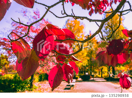 紅葉したハナミズキの葉 紅葉したハナミズキの葉 135298938