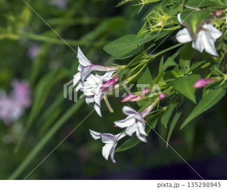 Pink jasmine vine or Jasminum polyanthum with flowers, spring background Pink jasmine vine or Jasminum polyanthum with flowers, spring background 135298945