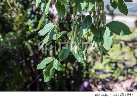Golden rain tree pods hanging gracefully on a branches, surrounded by a softly blurred background in nature 135298947