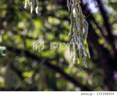 Golden rain tree pods hanging gracefully on branches, surrounded by a softly blurred background in nature 135298954