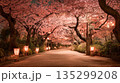 夜桜の並木道に舞う桜吹雪 135299208