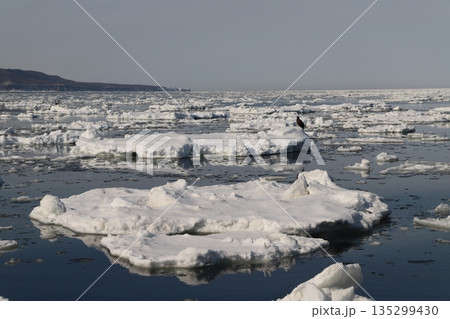 氷上の鷲 氷上の鷲 135299430