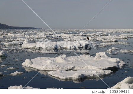 氷上の鷲 氷上の鷲 135299432