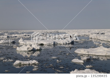 氷上の鷲 氷上の鷲 135299435