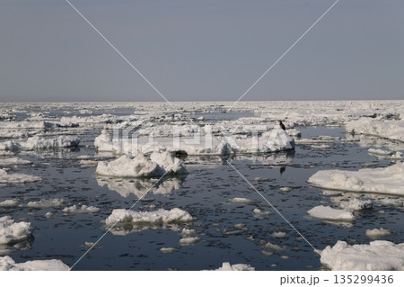 氷上の鷲 氷上の鷲 135299436