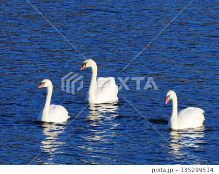 水面を漂う白鳥 135299514