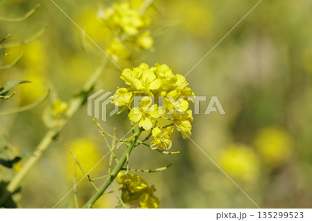 菜の花のある風景 菜の花のある風景 135299523