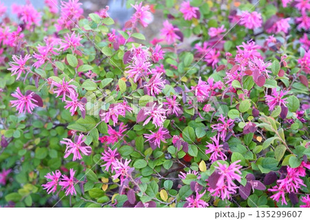 鮮やか ベニバナトキワマンサクの花 鮮やか ベニバナトキワマンサクの花 135299607