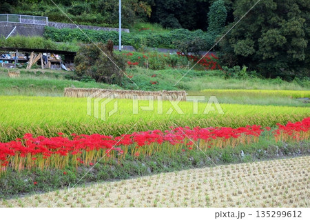 鮮やか ヒガンバナの花 鮮やか ヒガンバナの花 135299612