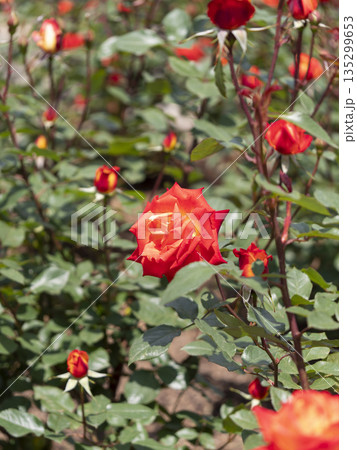 植物園に咲く赤い薔薇の花 植物園に咲く赤い薔薇の花 135299653