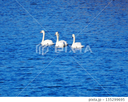 水面を漂う白鳥 水面を漂う白鳥 135299695