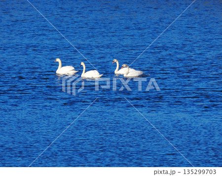 水面を漂う白鳥 135299703