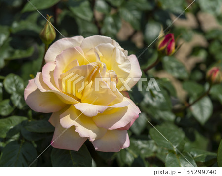 淡い色の薔薇の花 淡い色の薔薇の花 135299740