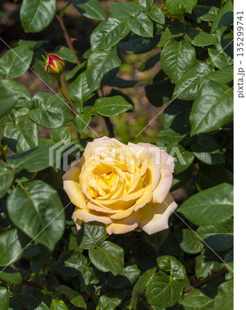 淡い色の薔薇の花 135299741